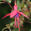 Fuchsia 'Riccartonii'